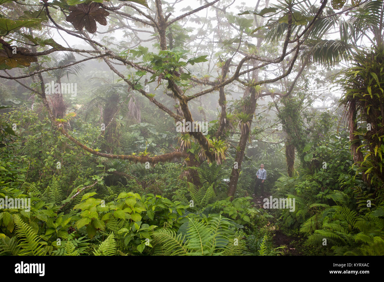 Pays-Bas, Windwardside, Île de Saba, Caraïbes néerlandaises. Parc national du Mont Volcano. Point le plus élevé ( 887 mètres ) aux pays-Bas. Hik. Man Banque D'Images