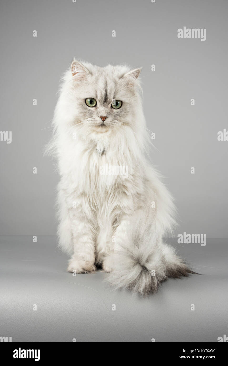 Domestic Long Haired Cat Banque De Photographies Et D Images A Haute Resolution Alamy