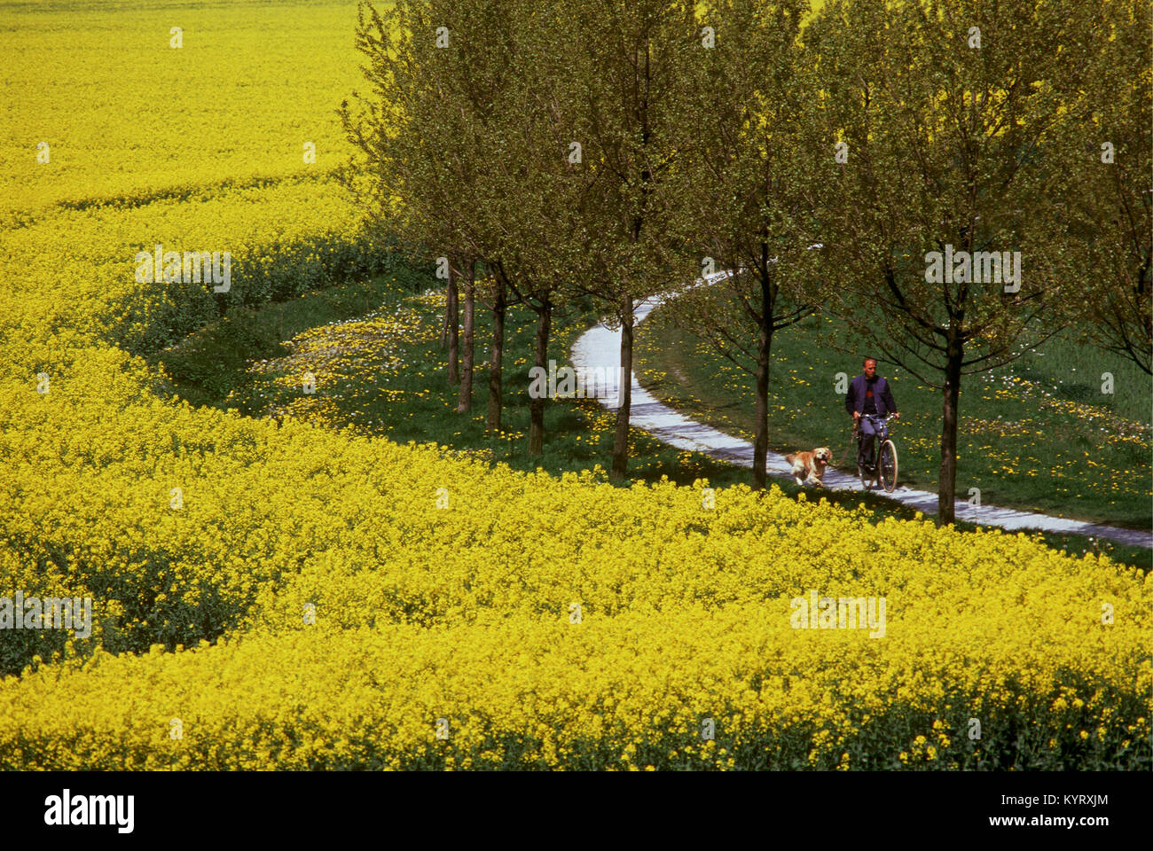 Les Pays-Bas. Lelystad. Domaine Coleseed. Le cycliste et le chien. Banque D'Images