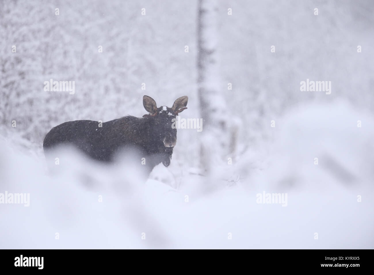 Elk eurasien aka l'Orignal (Alces Acles) dans des chutes de neige importantes, de l'Europe Banque D'Images