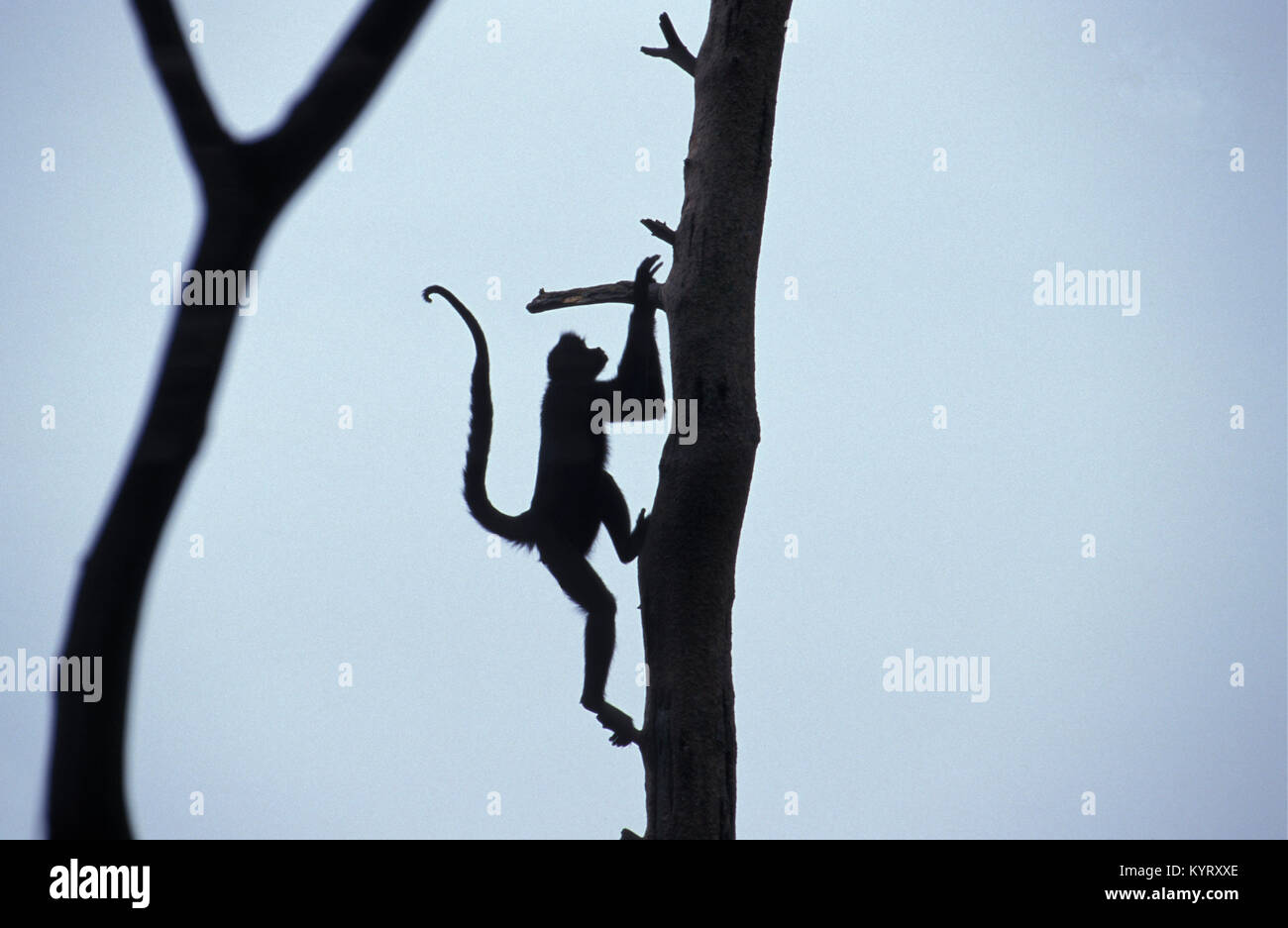 Les Pays-Bas. Apeldoorn. Parc des primates Apenheul. Singe araignée de Geoffroy (Ateles geoffroyi). Silhouette. Banque D'Images