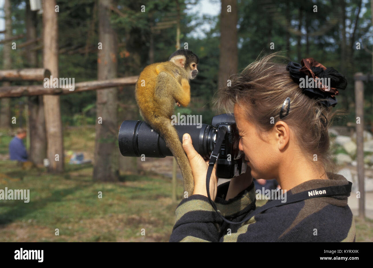 Les Pays-Bas. Apeldoorn. Parc des primates Apenheul. Photographe Marjolijn van avec officiel singe écureuil (Saimiri sciureus) sur l'appareil-photo. Banque D'Images