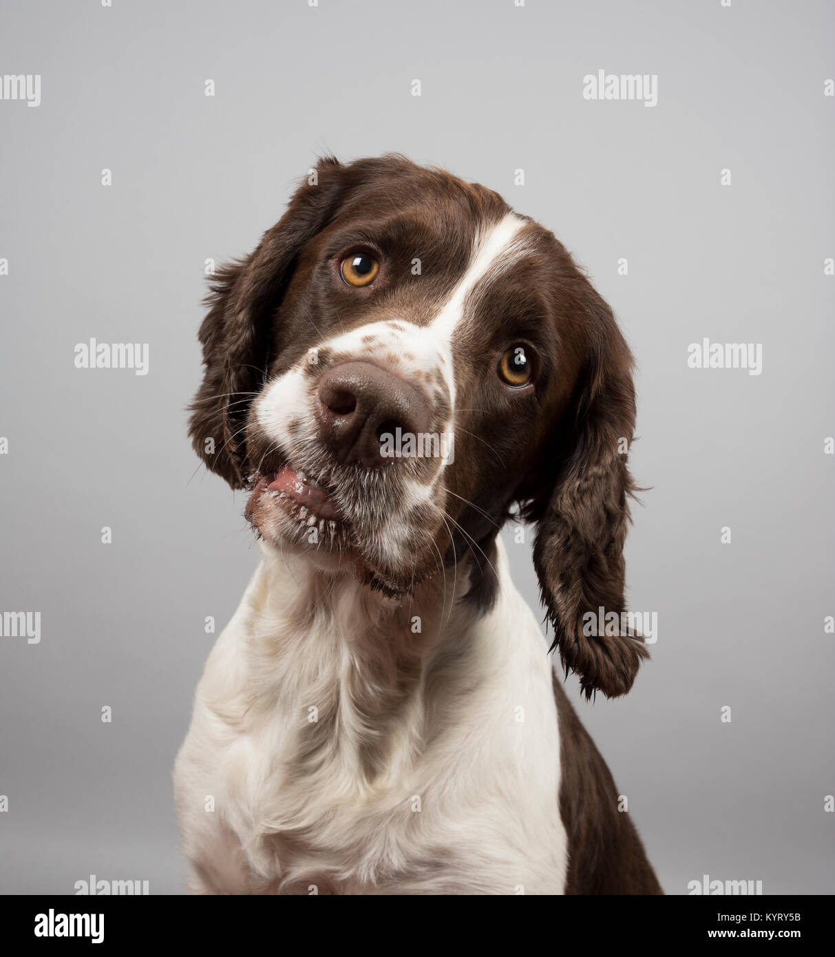 Portrait d'un chien d'animal de compagnie Springer Spaniel au Royaume-Uni. Banque D'Images