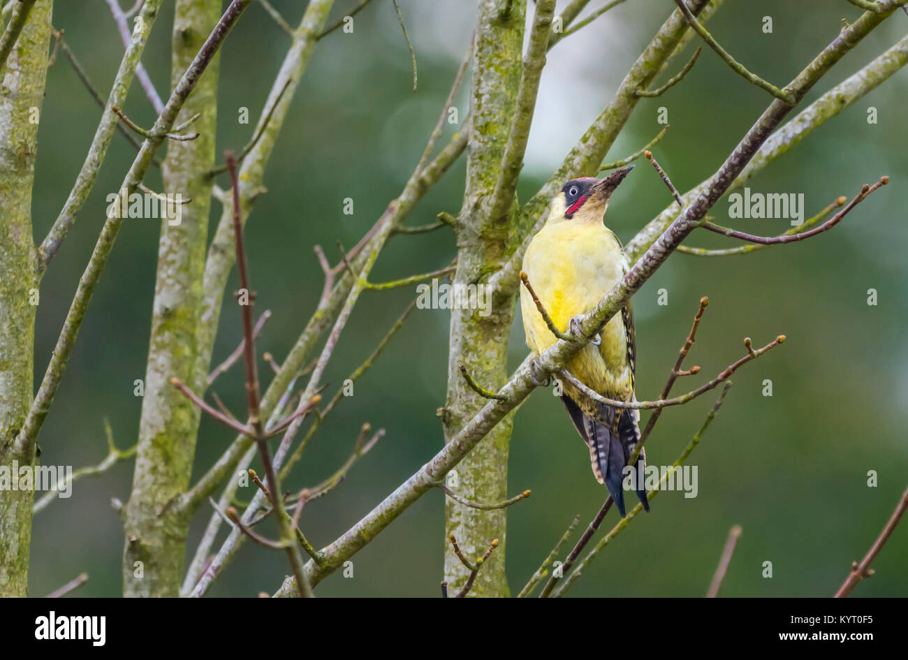 Fun pour adultes mâles de la Pic Vert (Picus viridis) perché dans un arbre en hiver à Arundel, West Sussex, Angleterre, Royaume-Uni. Banque D'Images