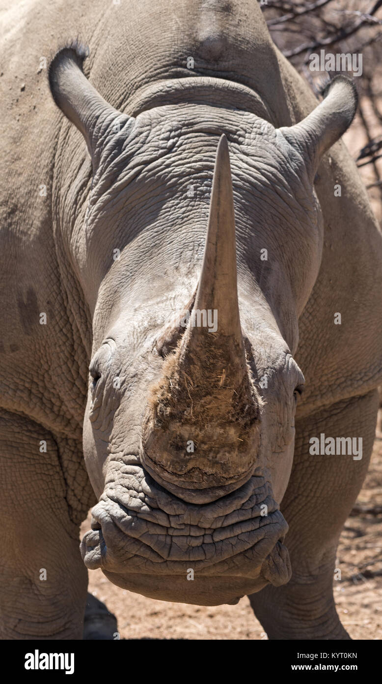 Portrait d'un blanc Ceratotherium simum rinoceros namibienne Banque D'Images
