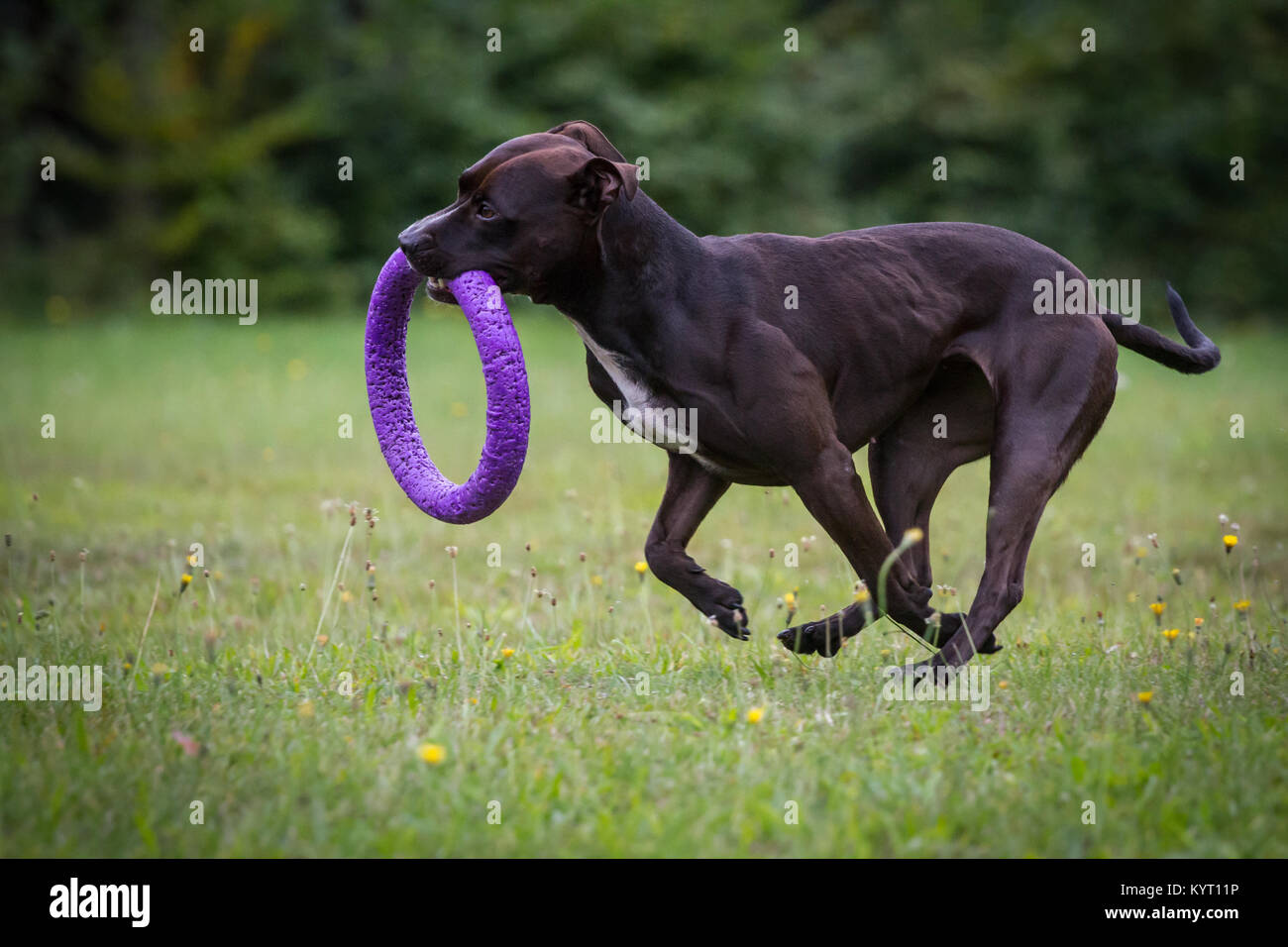 Black Bull-Terrier Américain de mine jouant avec un jouet de l'extracteur sur un pré Banque D'Images