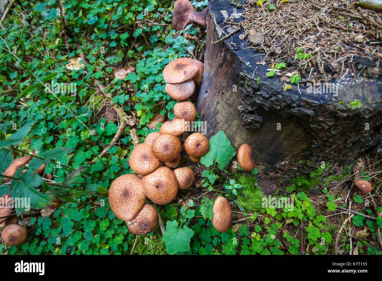 Des champignons dans la forêt Banque D'Images