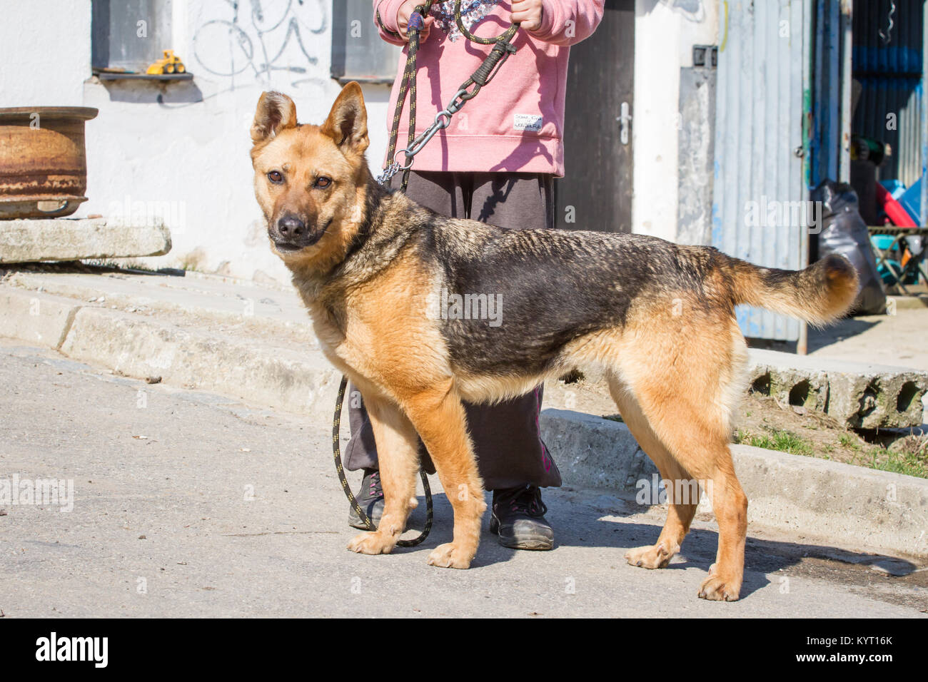 Berger Allemand chien maltraités hybride dans un refuge Banque D'Images