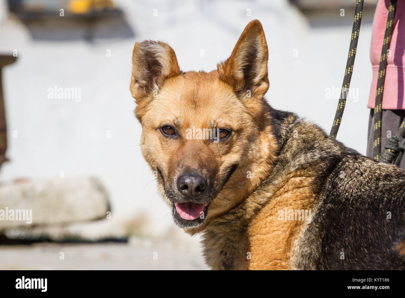 Berger Allemand chien maltraités hybride dans un refuge Banque D'Images