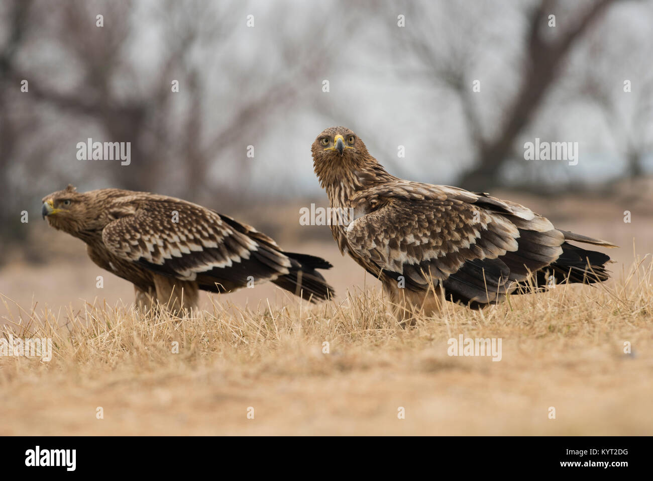 Paire de l'Est de l'aigle impérial (Aquila heliacal) en Europe de l'Est sur l'habitat de la steppe se nourrissant de dead fox. Banque D'Images