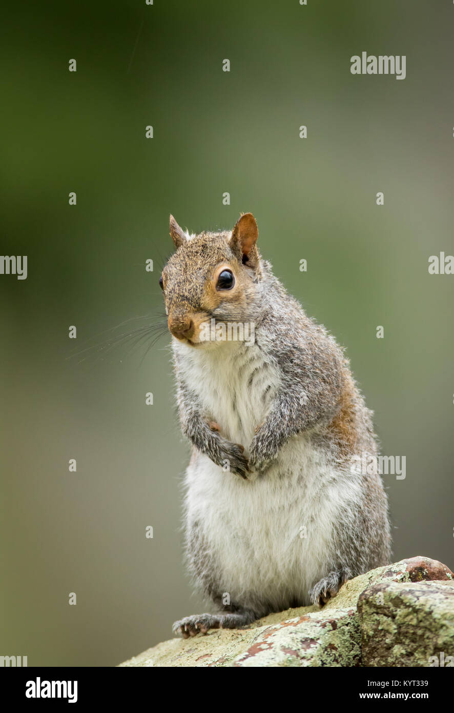 Écureuil gris assis avec les mains ensemble et fond vert Banque D'Images
