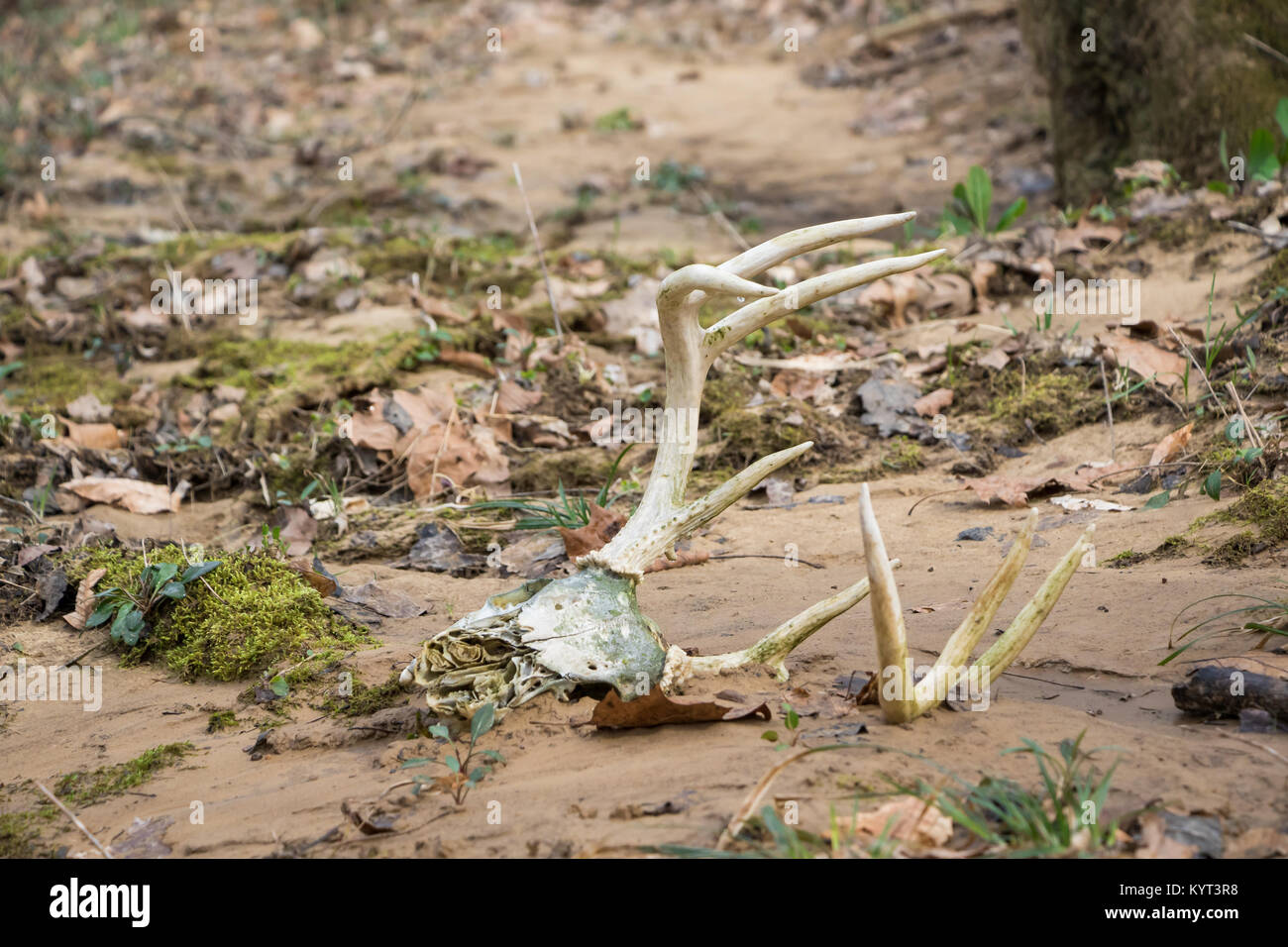 Crâne de buck de Whitetail allongé au bord des ruisseaux avec des bois accrochés hors du sable Banque D'Images Crâne de buck de Whitetail allongé au bord des ruisseaux avec des bois accrochés hors du sable Banque D'Images