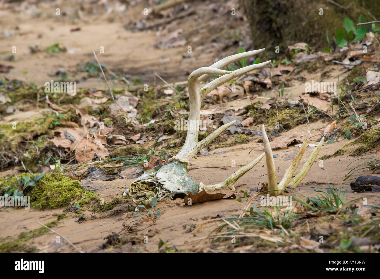 Crâne de buck de Whitetail allongé au bord des ruisseaux avec des bois accrochés hors du sable Banque D'Images Crâne de buck de Whitetail allongé au bord des ruisseaux avec des bois accrochés hors du sable Banque D'Images