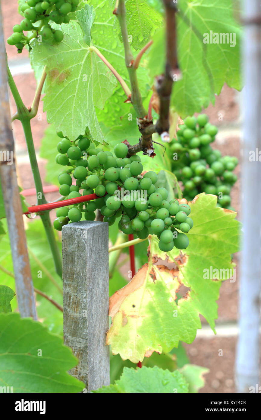 Les raisins sur les vignes de plus en plus jeunes Banque D'Images