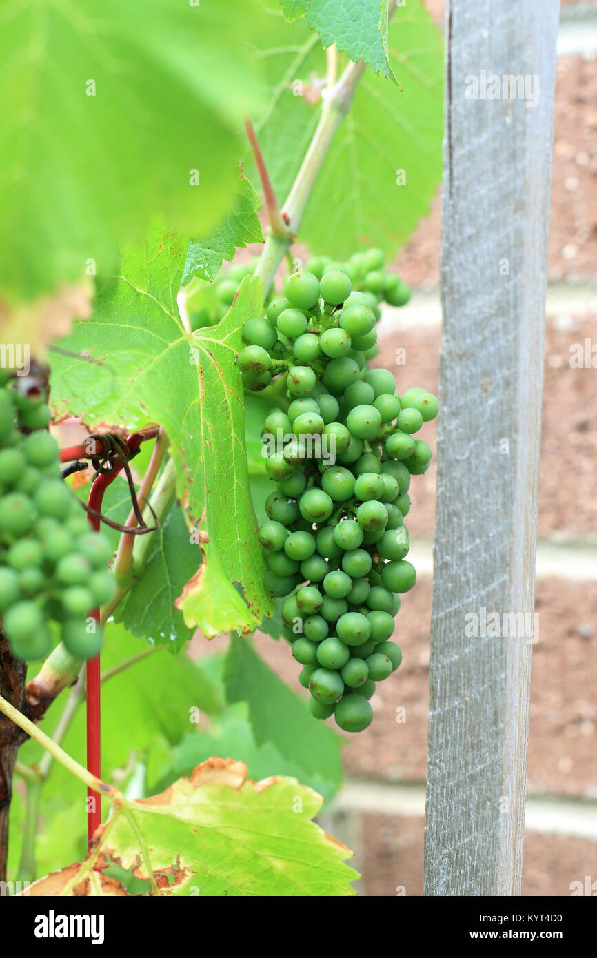 Les raisins sur les vignes de plus en plus jeunes Banque D'Images