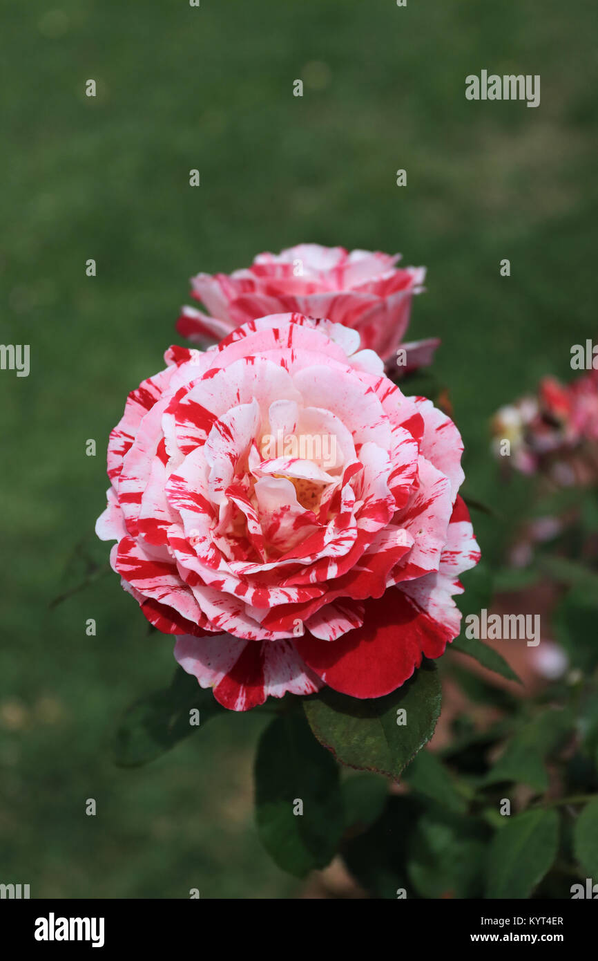 Close up of Tiger Framboise Rose en pleine floraison Banque D'Images
