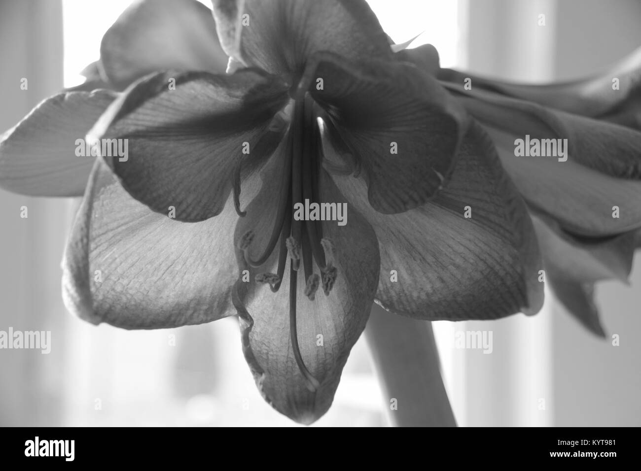 Abstract illustration d'un Amaryllis belladonna en noir et blanc optique Banque D'Images