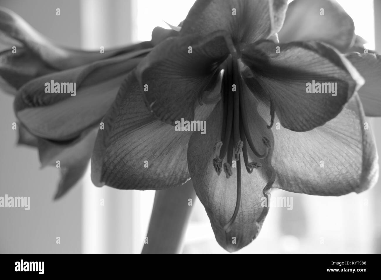 Abstract illustration d'un Amaryllis belladonna en noir et blanc optique Banque D'Images