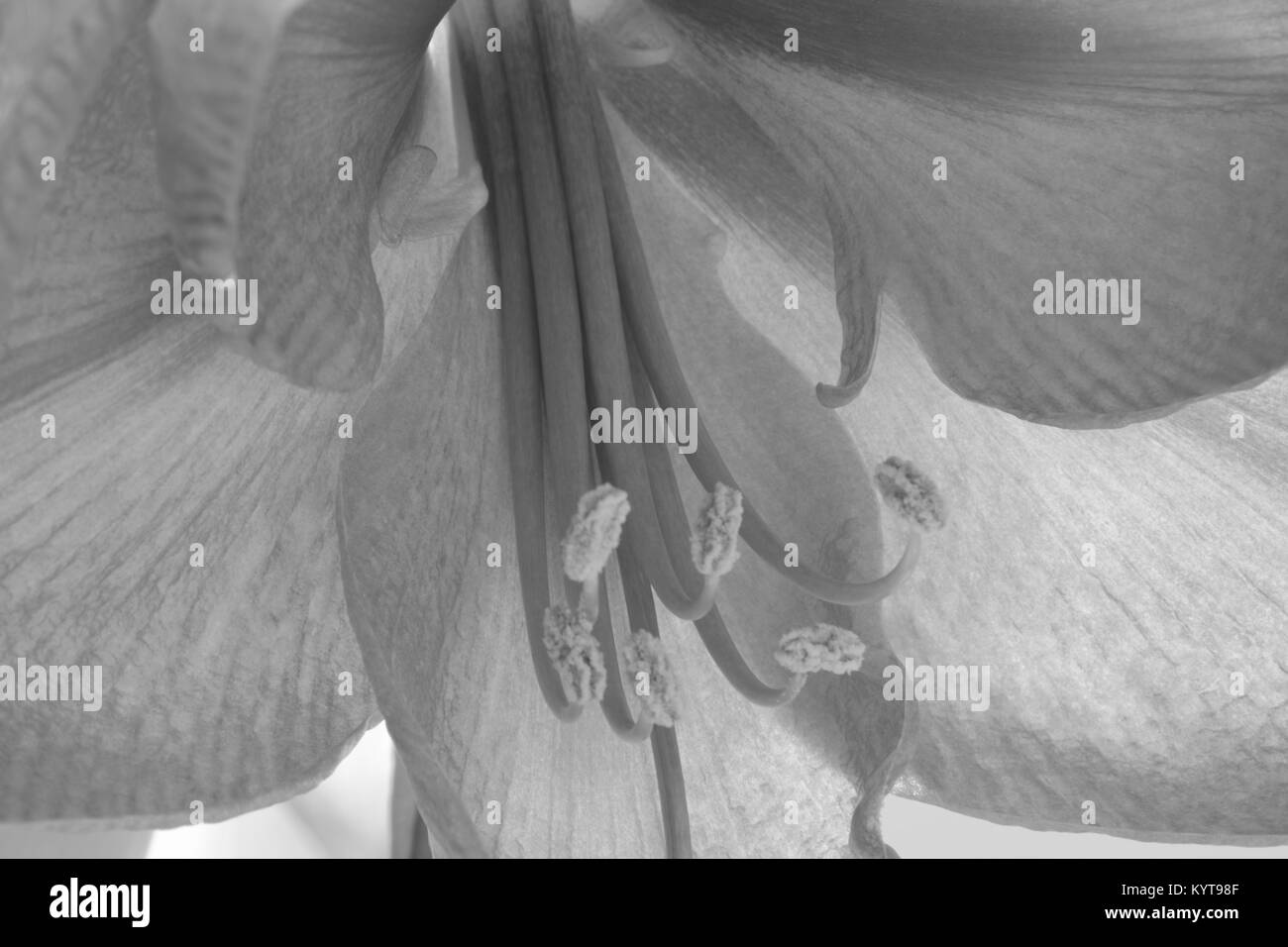 Abstract illustration d'un Amaryllis belladonna en noir et blanc optique Banque D'Images