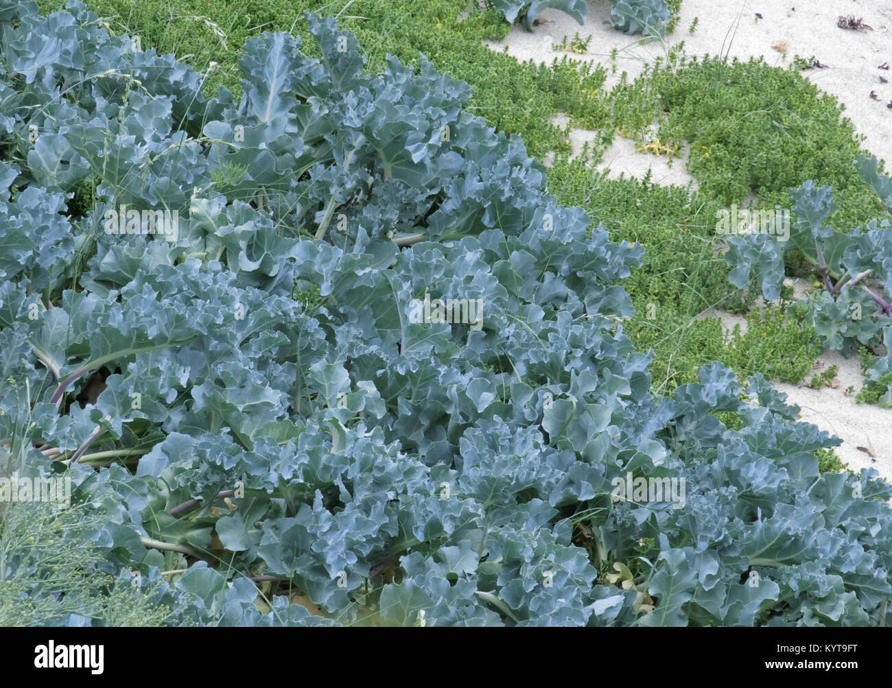 La mer sauvages ou de chou kale Crambe maritima mer ( ) sur une plage en pleine croissance en juin, UK Banque D'Images