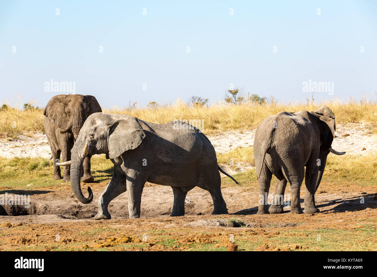 Troupeau d'éléphants lors d'un safari au Botswana, l'Afrique Banque D'Images