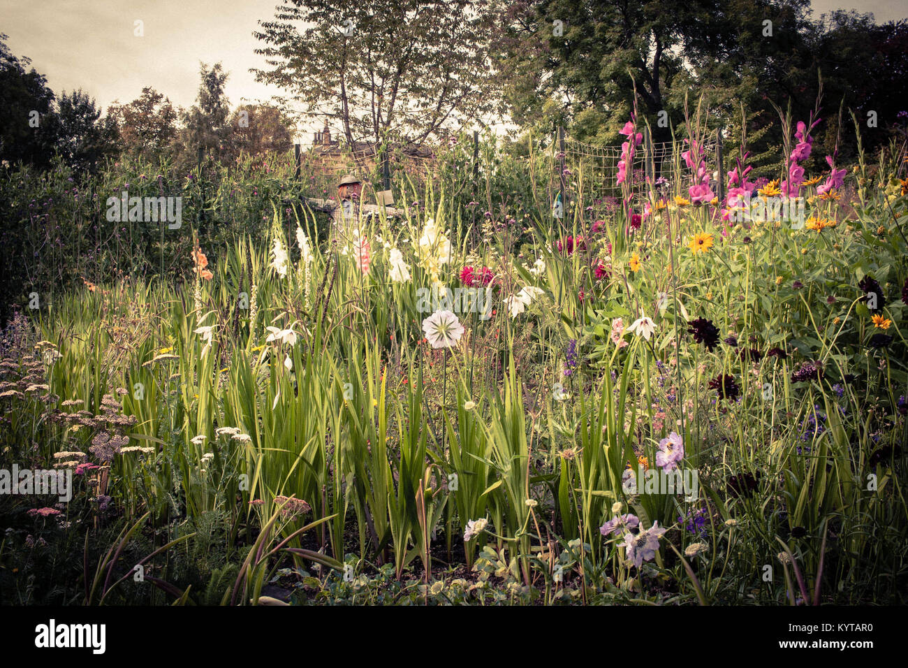 Jardin de fleurs sauvages, Botanic Gardens, Glasgow Banque D'Images