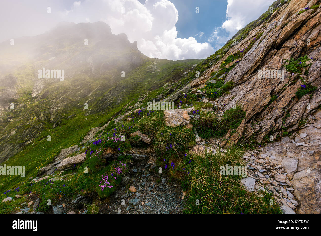 Les fleurs et l'herbe sur des falaises rocheuses dans le brouillard. belle nature paysages de montagnes Fagarasan sur un jour d'été nuageux Banque D'Images