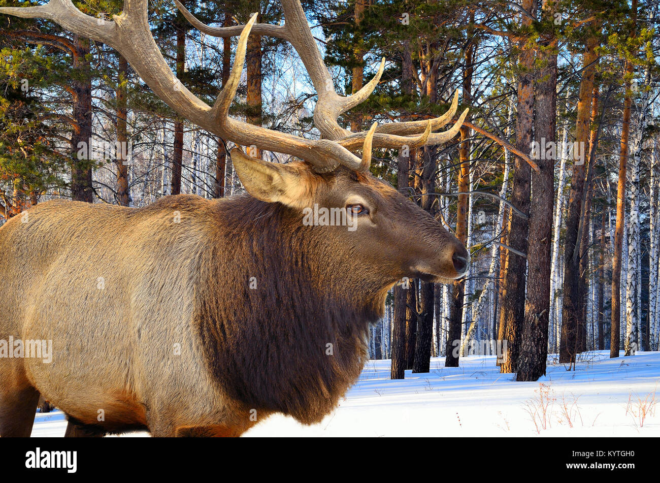 Red Deer (Cervus elaphus sibiricus) dans la forêt d'hiver close up Banque D'Images