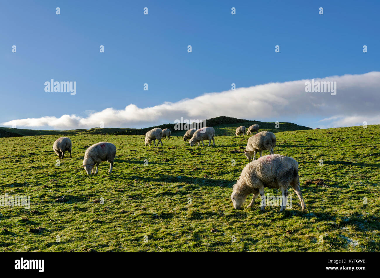 Rétro-éclairé d'un troupeau de moutons, le pâturage sur un pré Banque D'Images