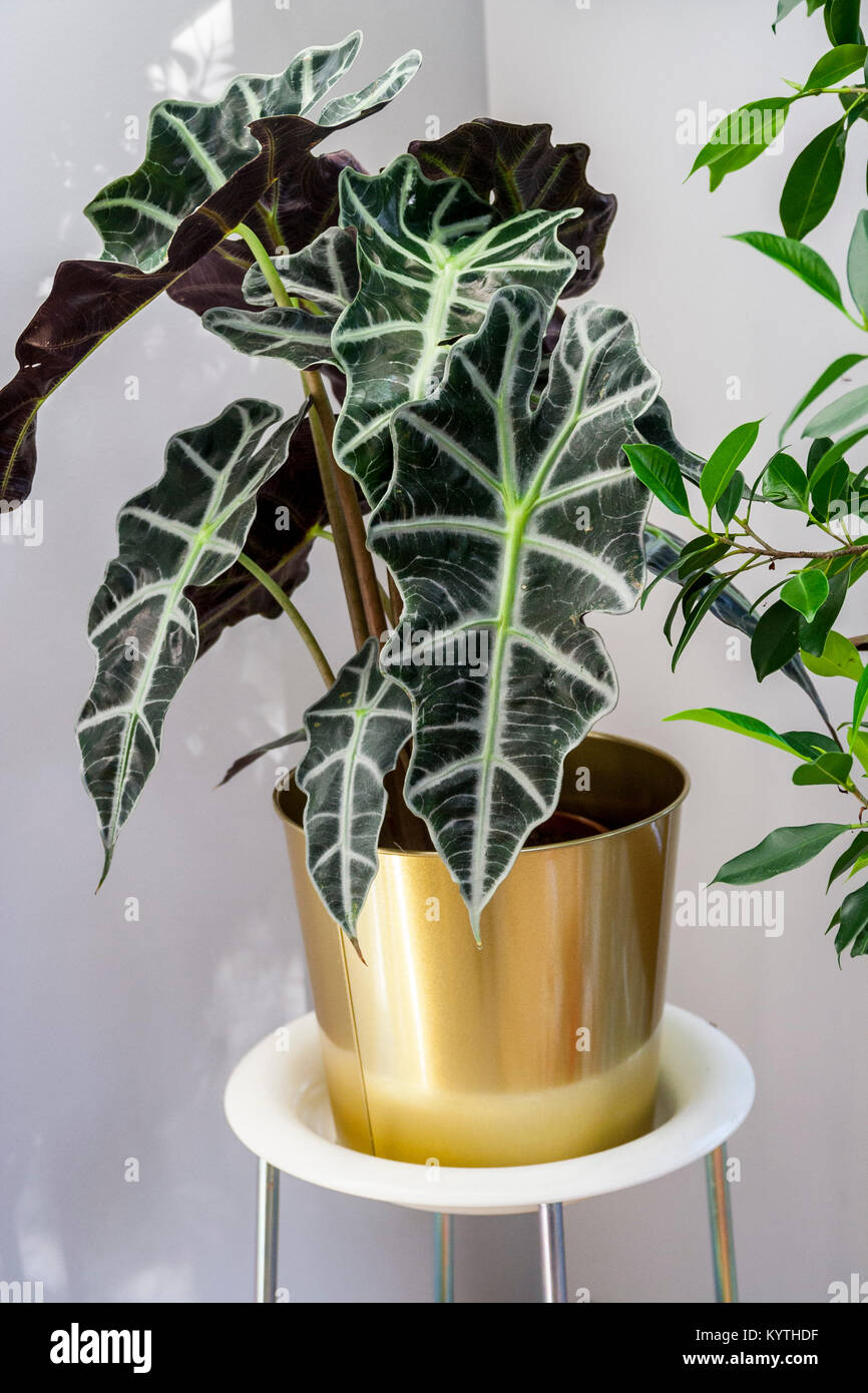 Alocasia Amazonica plante en pot Banque D'Images