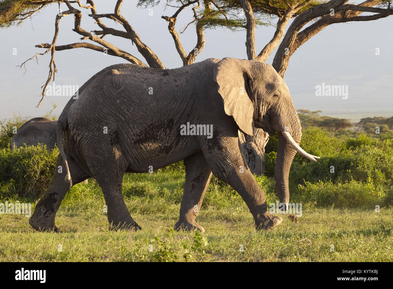Homme éléphant africain (Loxodonta africana) Balade dans le Parc national Amboseli. Au Kenya. Banque D'Images