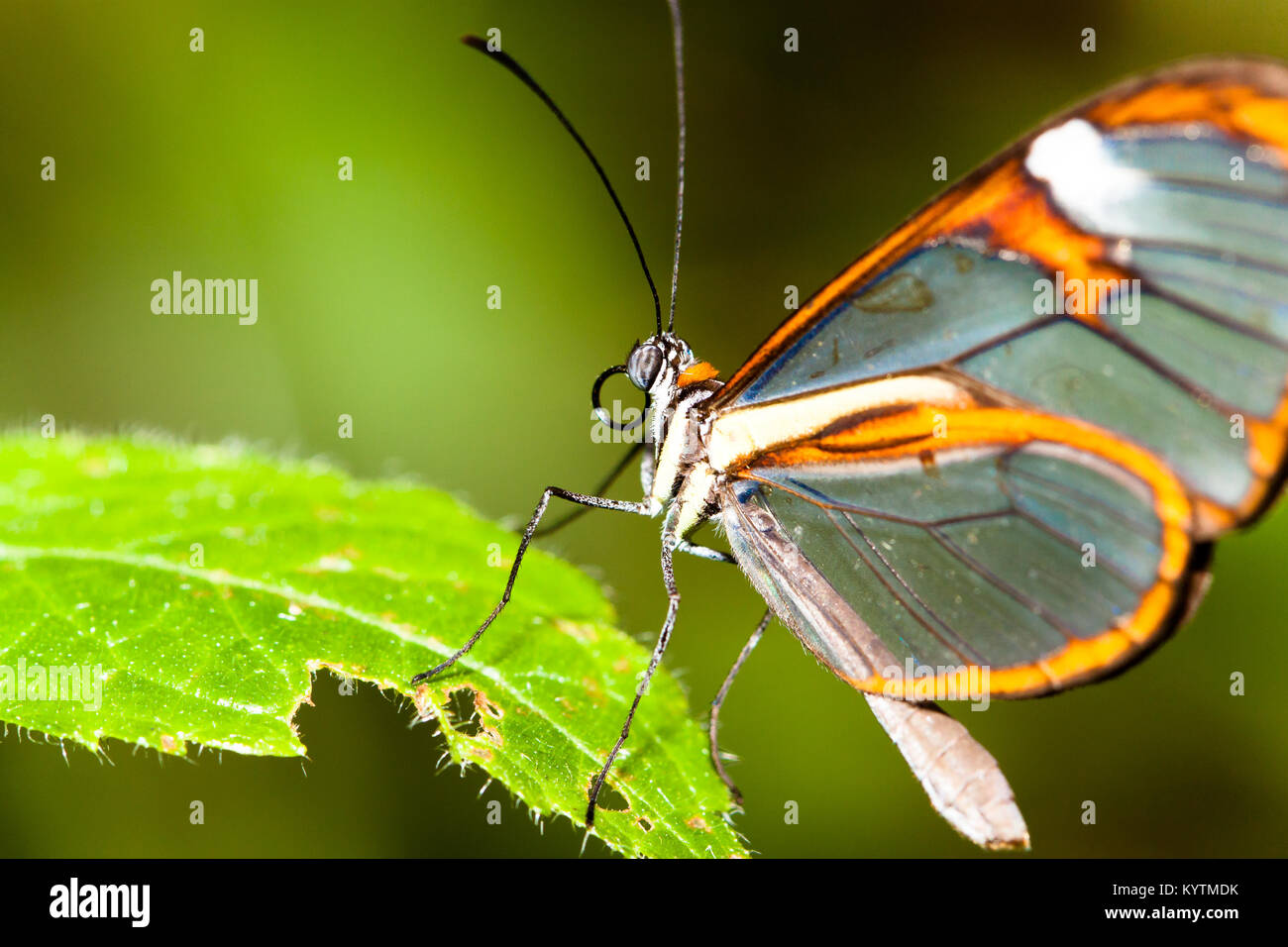 Papillon sésie avec des ailes en verre transparent '(Greta oto) libre assis sur une feuille verte. Photo avec green bokeh background hors focus. Banque D'Images