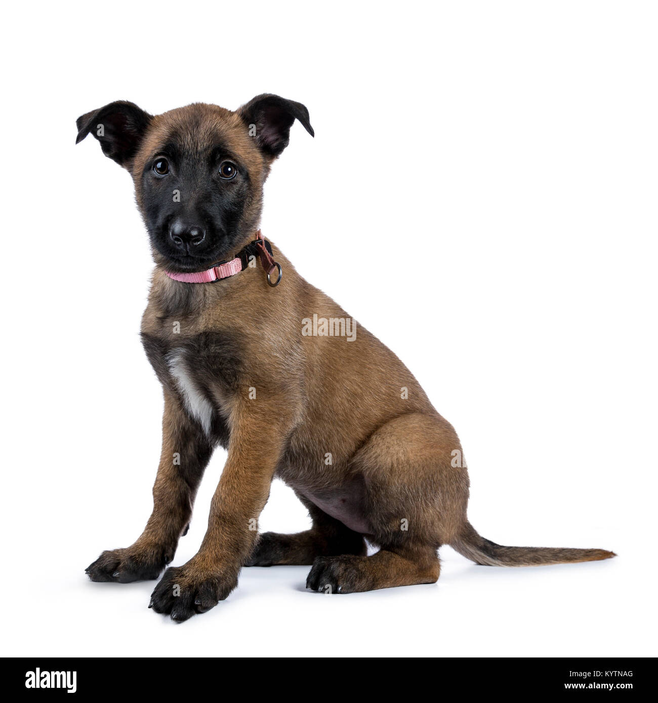 Chien de berger belge / puppy sitting côté looking at camera isolé sur fond blanc Banque D'Images
