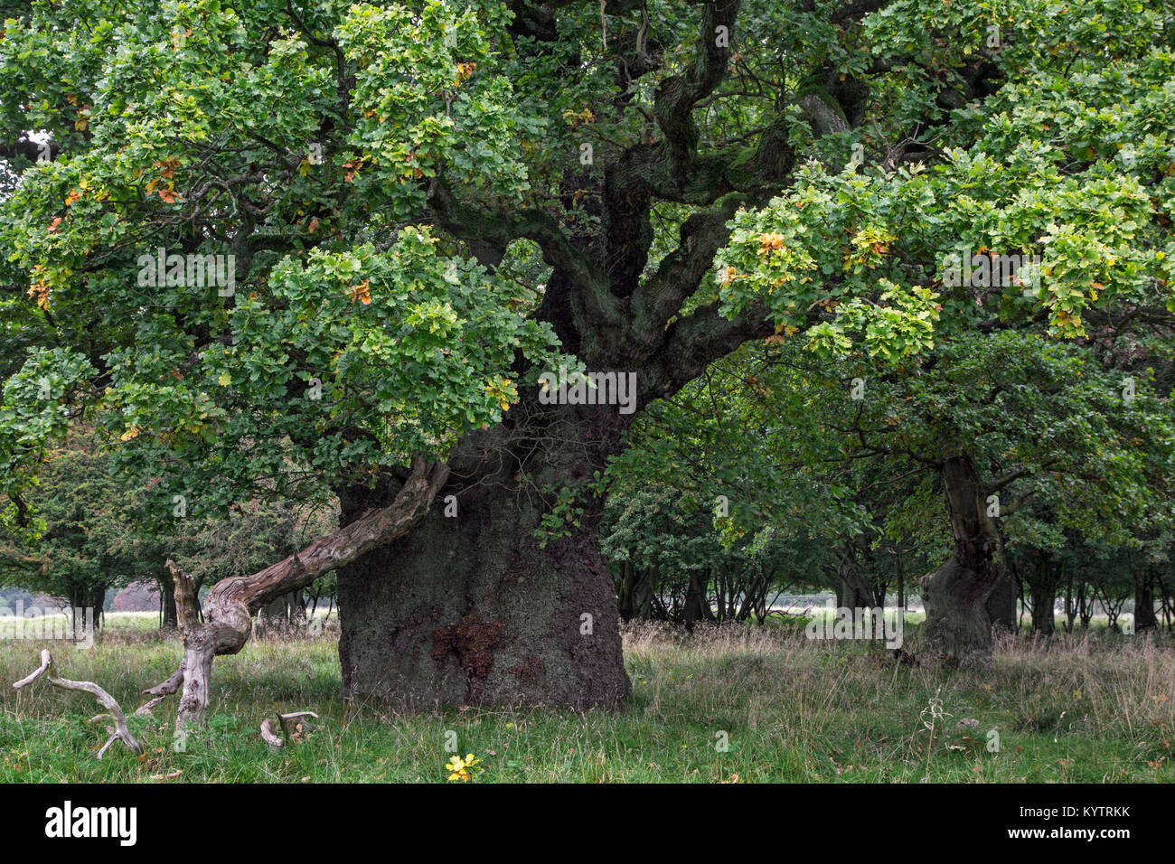 Des siècles anciens old English oak / chêne pédonculé (Quercus robur) dans la région de Jaegersborg Dyrehave Dyrehaven / près de Copenhague, Danemark Banque D'Images