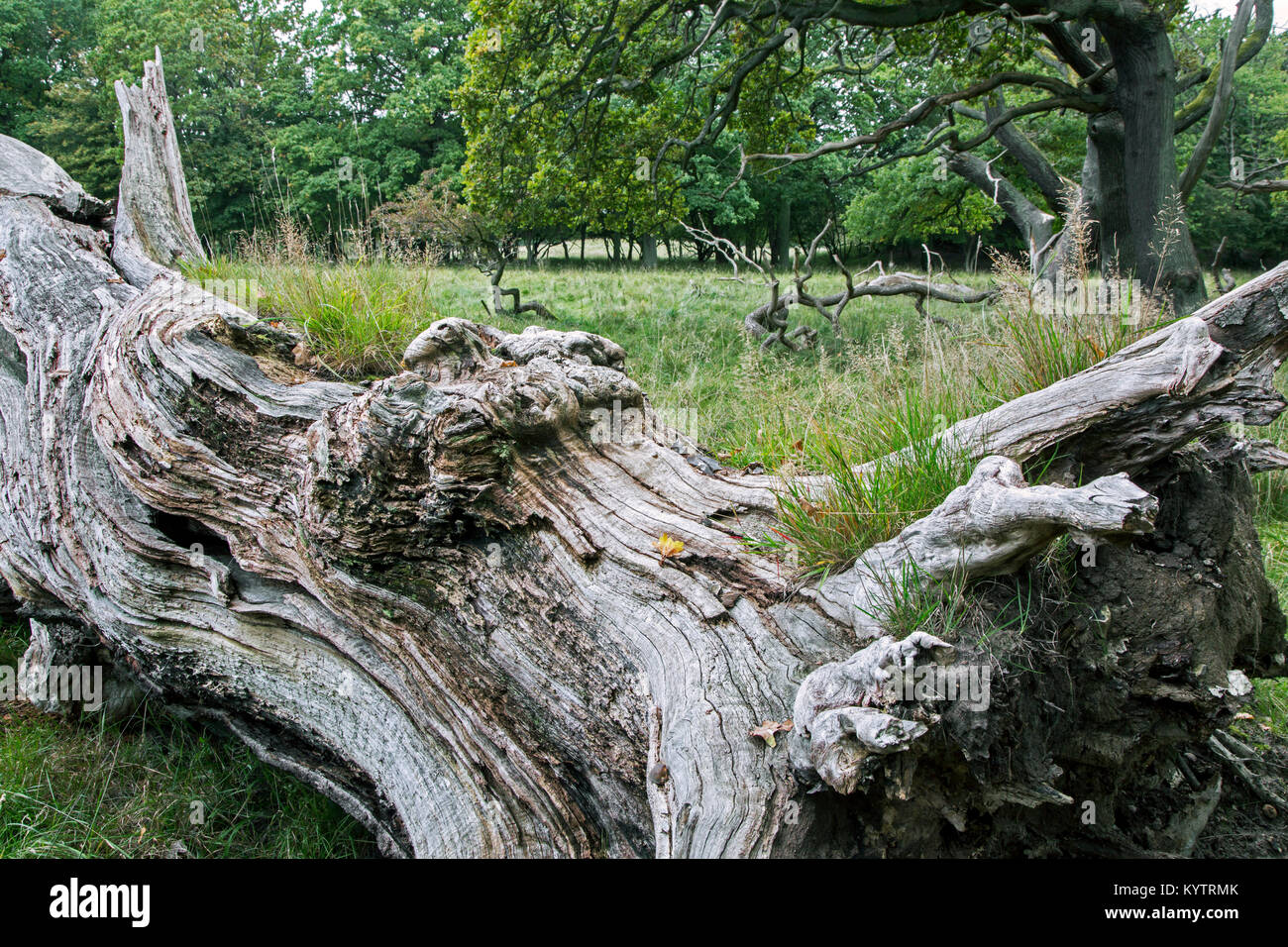 Vieux chêne anglais tombés / arbre de chêne pédonculé (Quercus robur) dans la région de Jaegersborg Dyrehave Dyrehaven / près de Copenhague, Danemark Banque D'Images