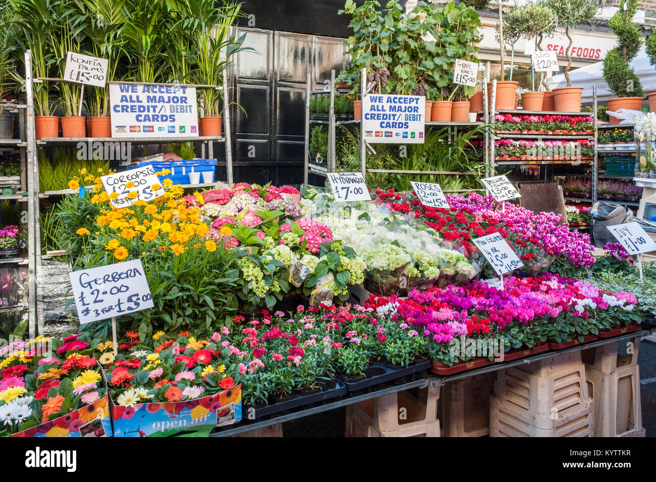 Columbia Road Flower Market stall without People, Columbia Road, Londres, Angleterre, GB, ROYAUME-UNI Banque D'Images