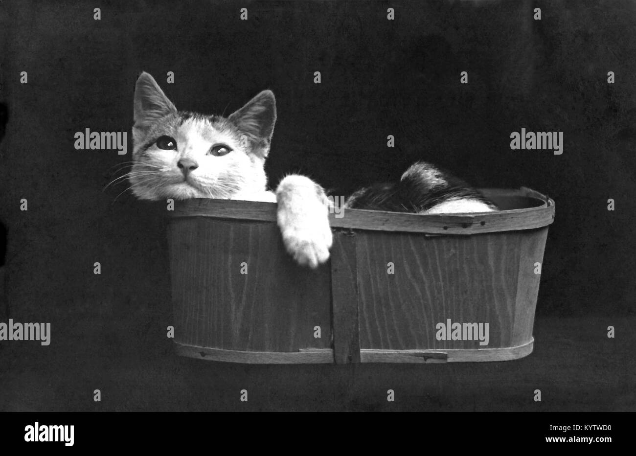 1906 Carte postale photographique d'un chaton d'essayer de mettre en place dans un panier. Banque D'Images