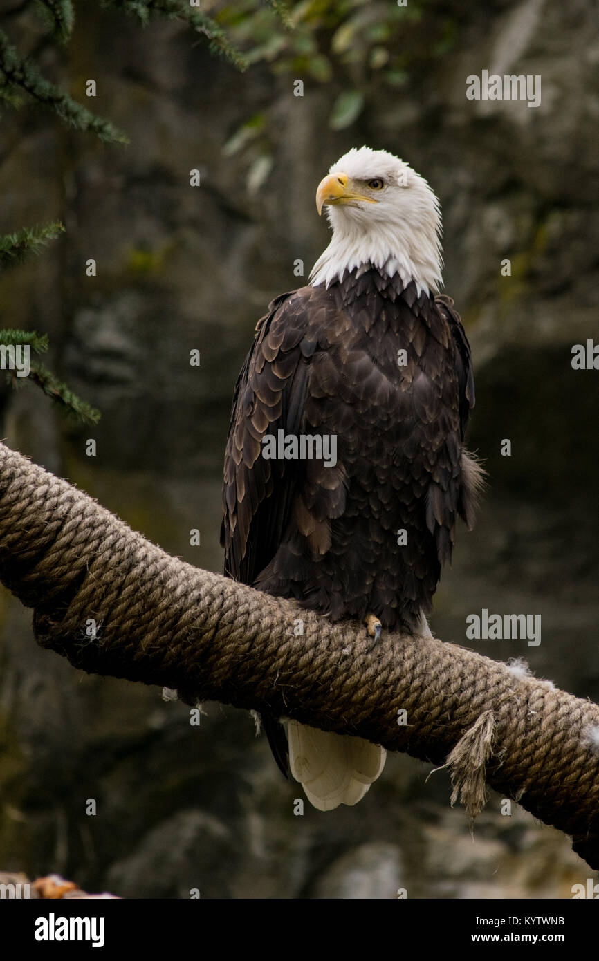 Pygargue à tête blanche trouvée à un Rhode Island zoo. Banque D'Images