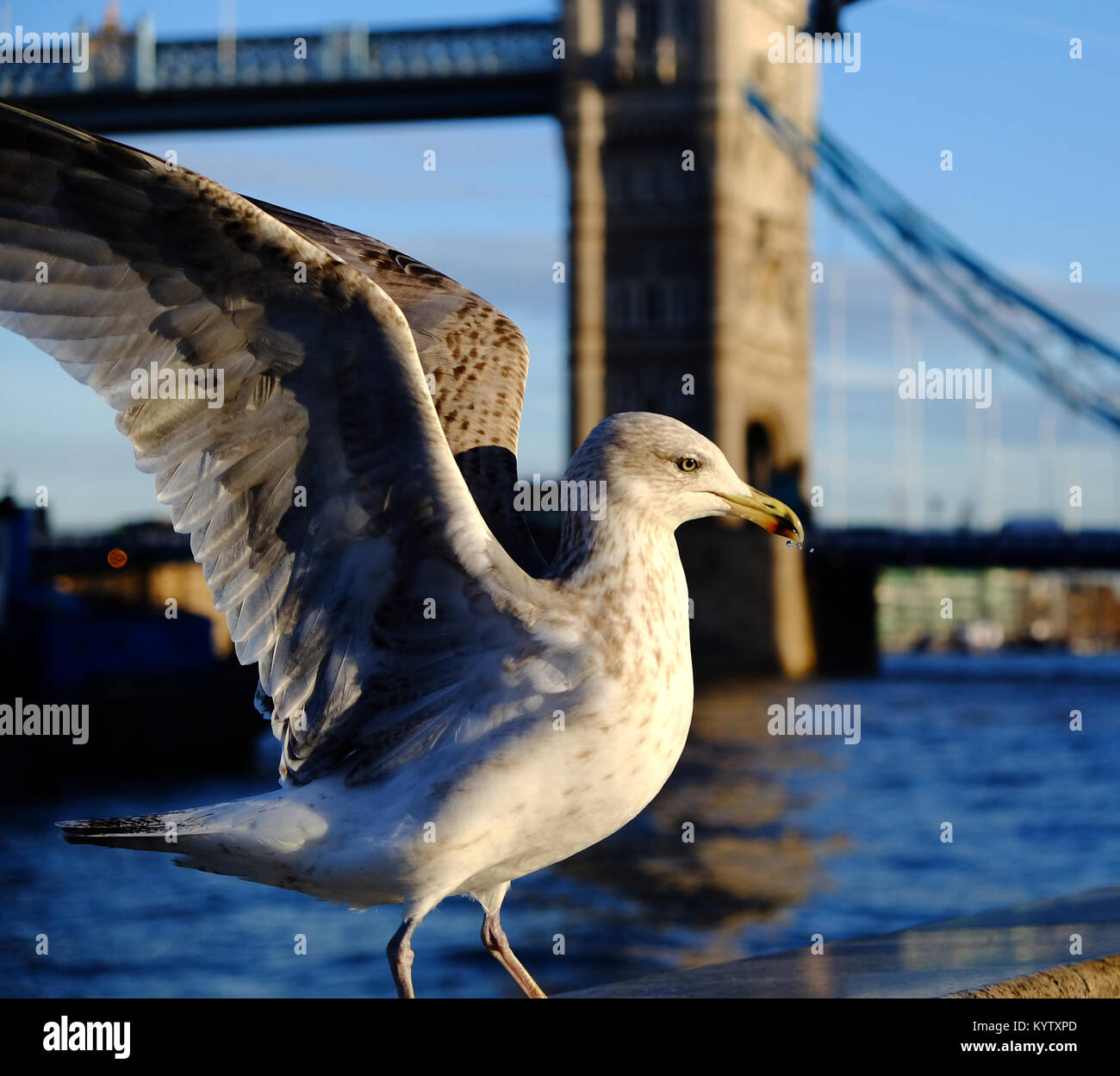 Une mouette sur le mur de la rivière Thames avec le Tower Bridge, Londres, dans l'arrière-plan. Banque D'Images