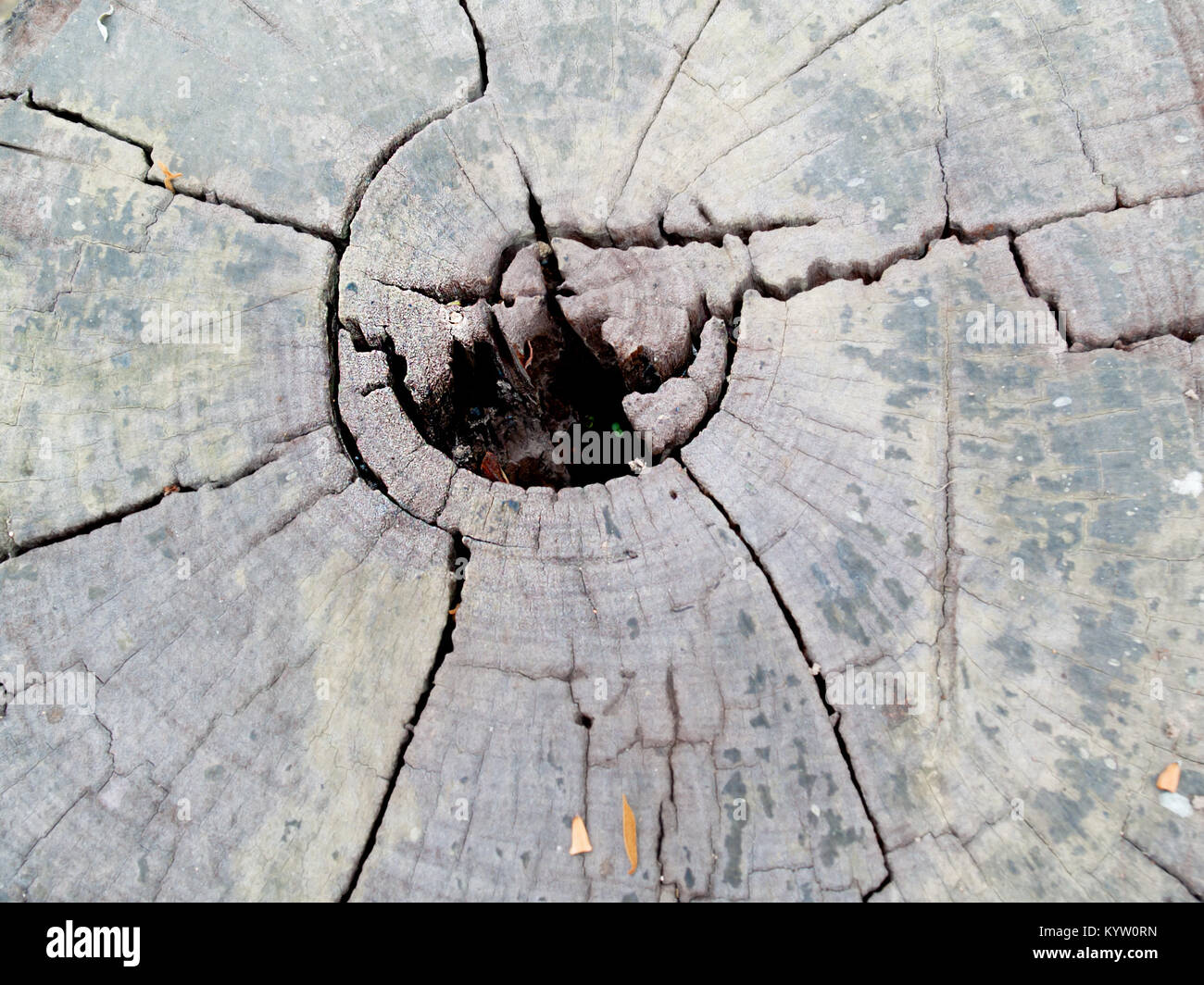 Parquet en bois naturel, offrant un décor naturel. Banque D'Images