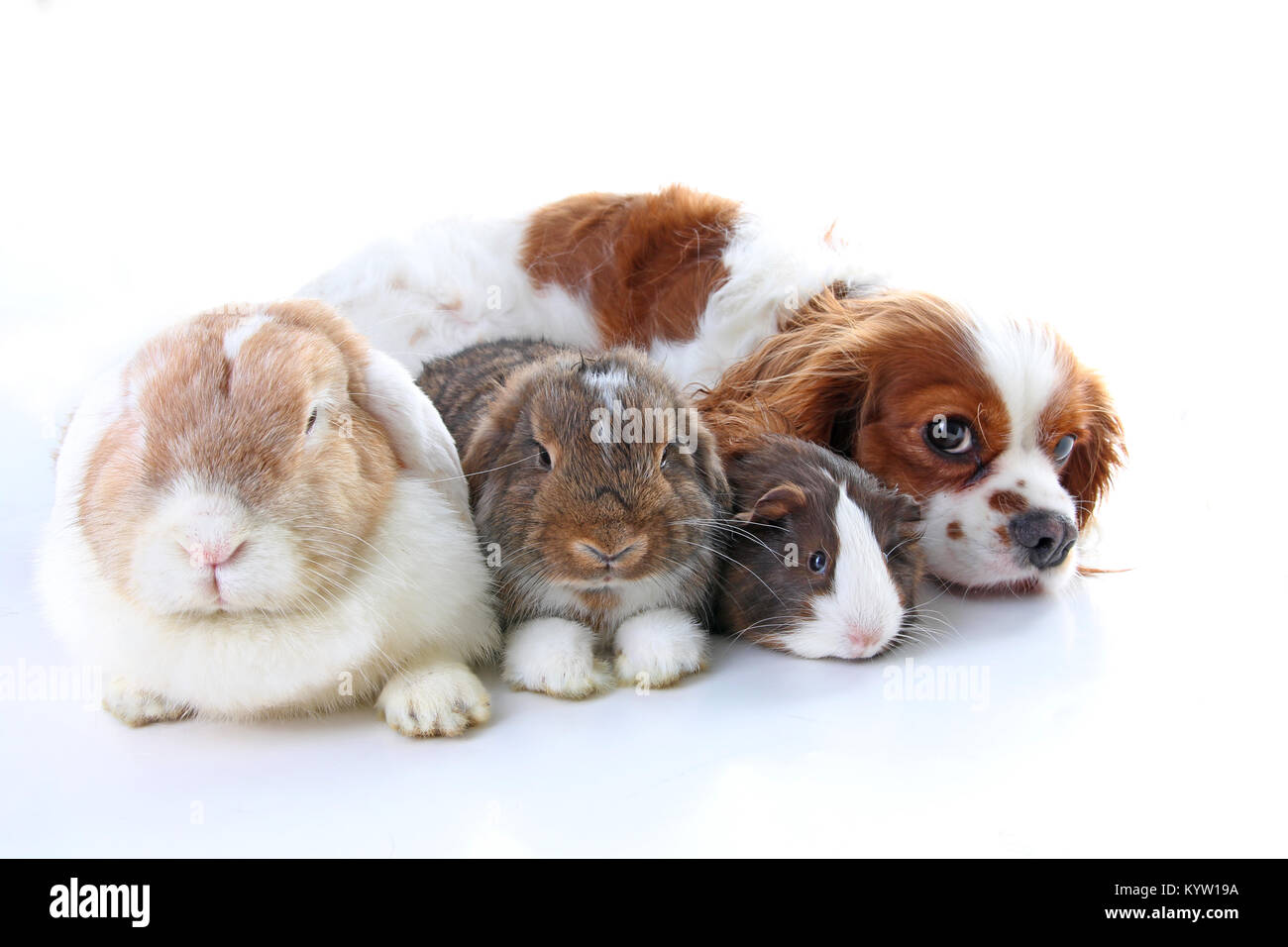 Les Animaux Du Vrai Amis Les Animaux Chien Animal Lapin
