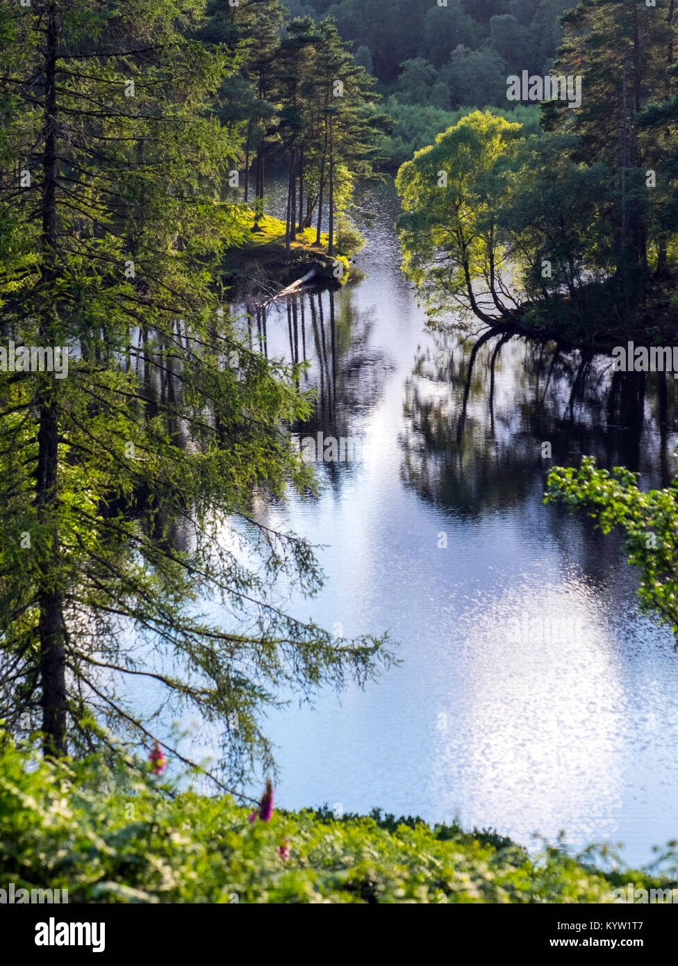 Tarn Hows, un grain de beauté près de Coniston dans le Parc National de Lake District est un mélange pittoresque de Woodlands et de l'eau Banque D'Images