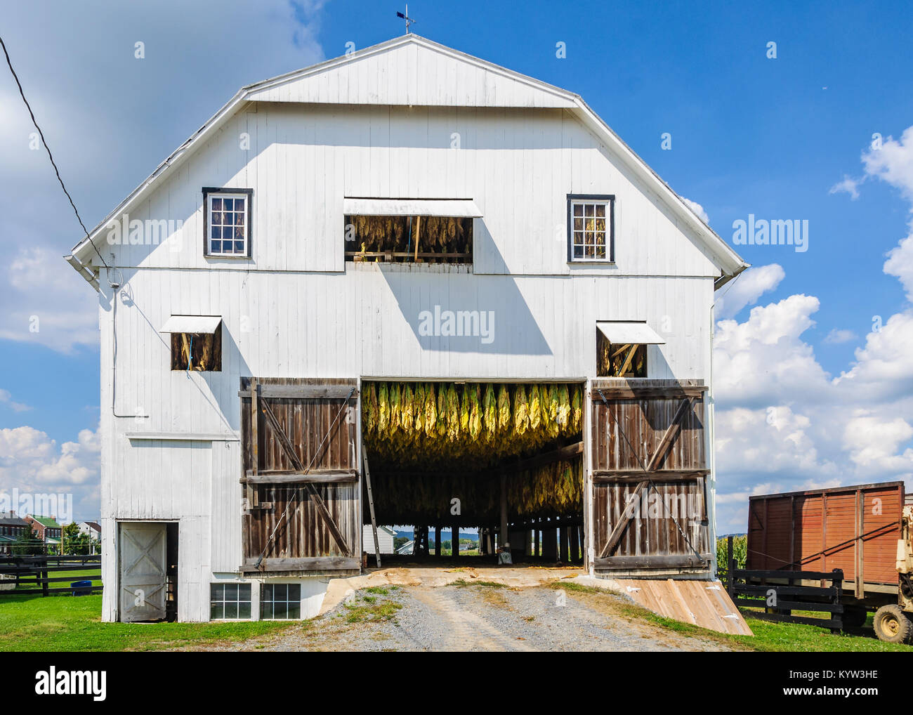 Le stockage des plants de tabac en pays Amish en Pennsylvanie, USA Banque D'Images