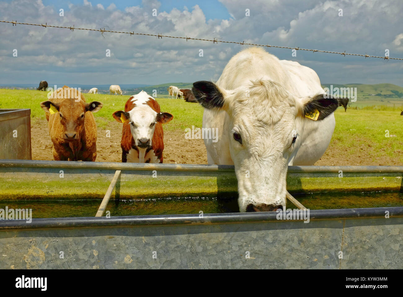 Vache blanche à partir d'une cuve d'eau potable sous surveillance par deux veaux. Banque D'Images