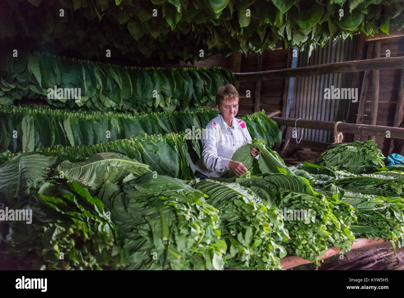 Femme séparant les feuilles de tabac dans une sécheuse, Pinar del Rio, Cuba Banque D'Images