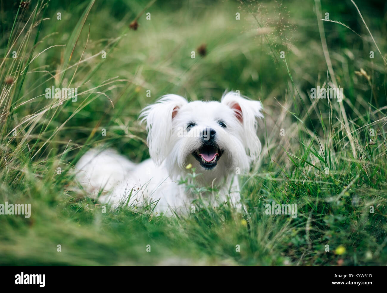 Portrait d'un chien blanc moelleux mignon sur l'herbe sur terrain Banque D'Images