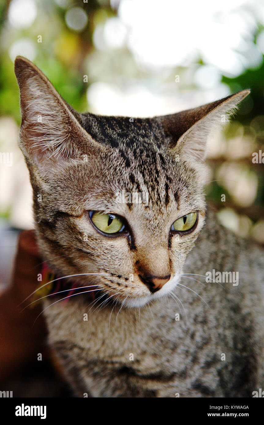 un chat tabby rayé gris et brun mangeant des croquettes sèches sur un petit morceau de papier posé sur une table en bois à lattes - Cha-Am - Thaïlande Banque D'Images