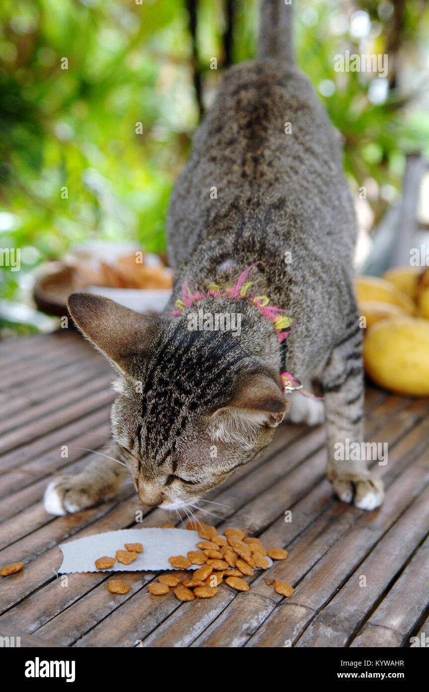 un chat tabby rayé gris et brun mangeant des croquettes sèches sur un petit morceau de papier posé sur une table en bois à lattes - Cha-Am - Thaïlande Banque D'Images