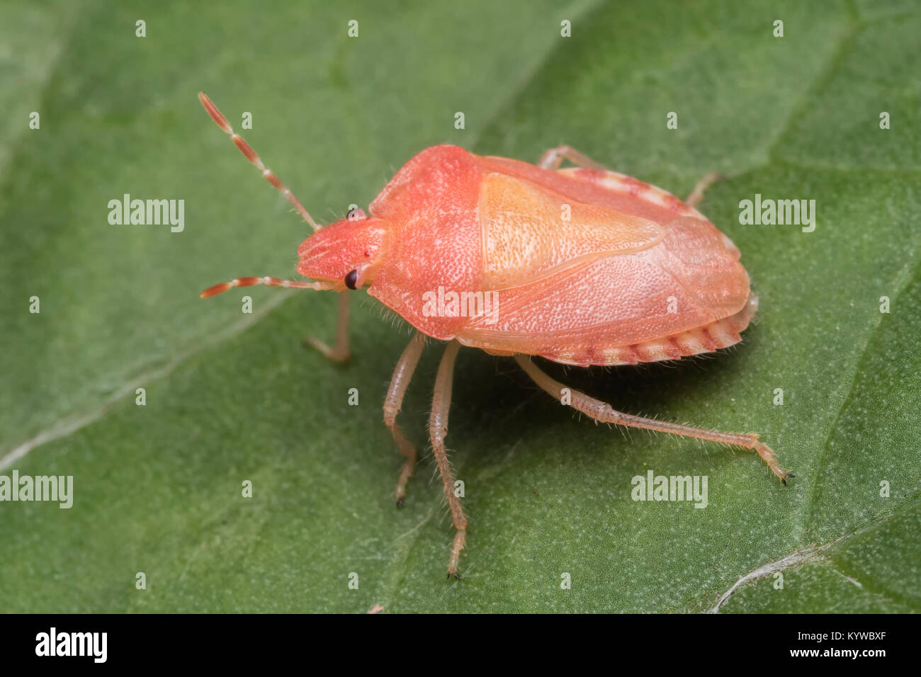 Hairy adultes muent fraîchement Shieldbug (Dolycoris baccarum) reposant sur une feuille. Couleur rose/orange changements bientôt au brun. Cahir, Tipperary, Irlande.. Banque D'Images