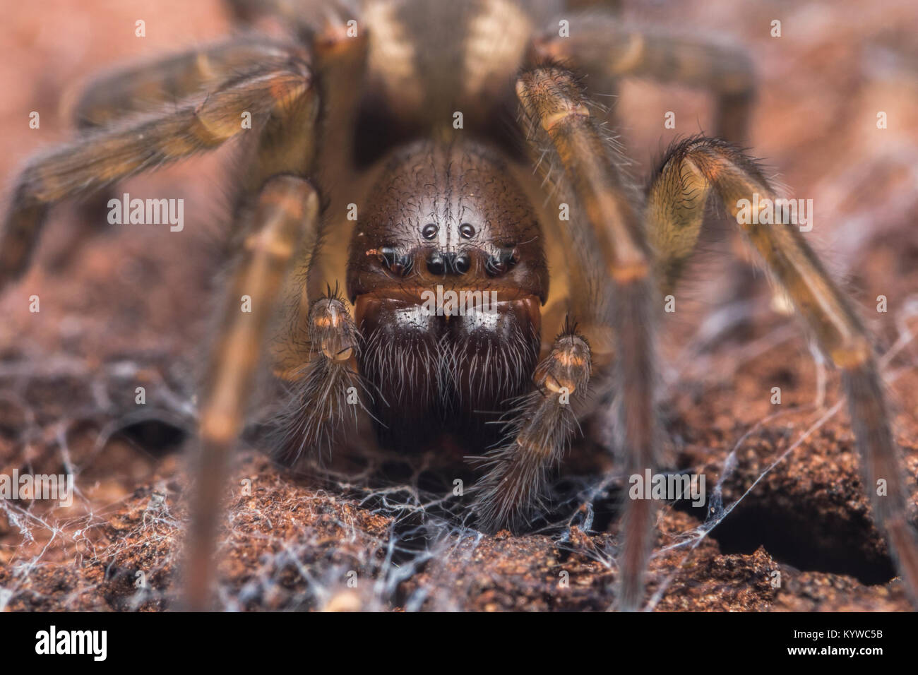 Spider web de la dentelle Dentelle ou Weaver Spider (Amaurobius fenestralis). Close up macro photo de son siège. Cahir, Tipperary, Irlande. Banque D'Images